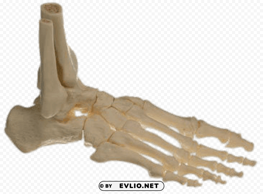 bones of the foot PNG images with transparent layer