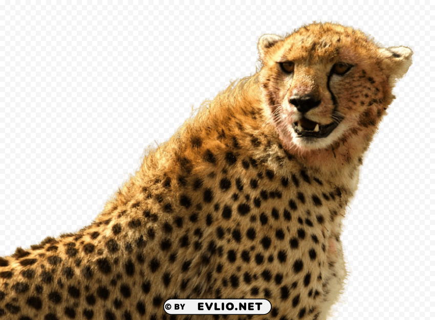 cheetah PNG free download