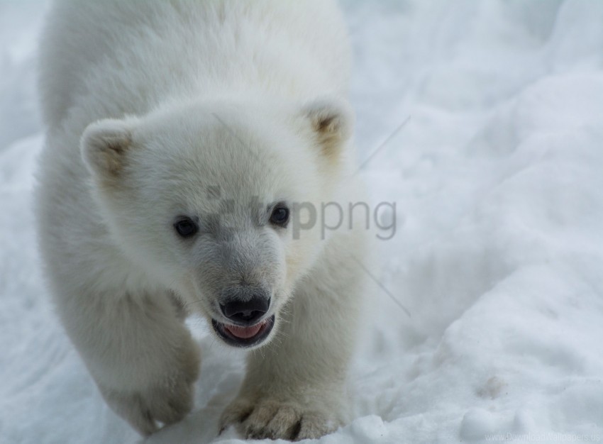 cub eyes polar bear predator snow wallpaper PNG for digital art