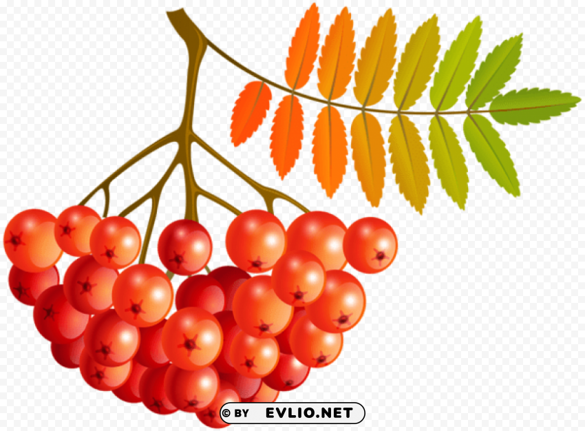 fall mountain ash fruits Clear background PNG clip arts