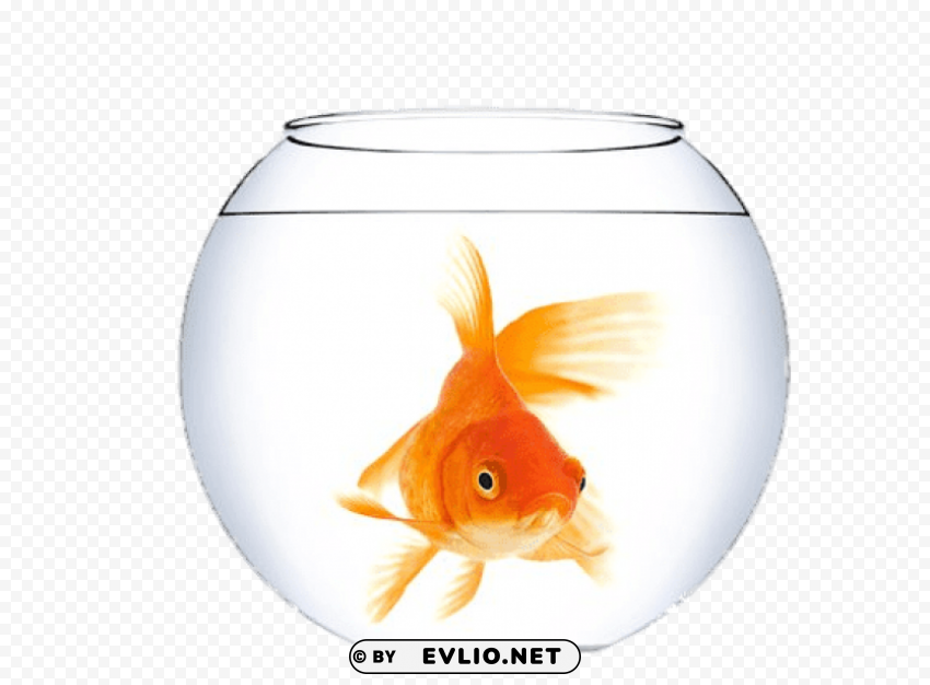 goldfish in a fish bowl PNG images for graphic design