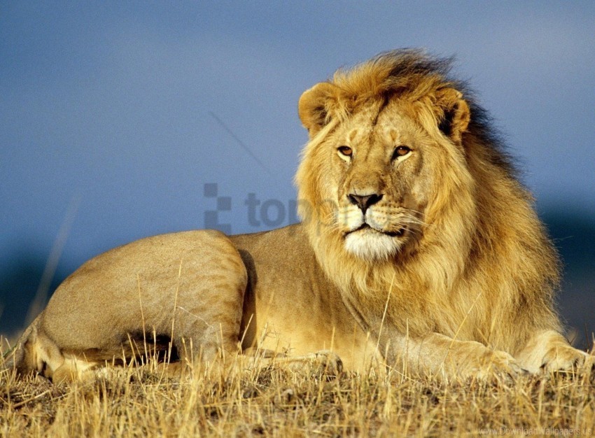 grass king of beasts lie lion mane wallpaper Isolated Element in HighQuality PNG