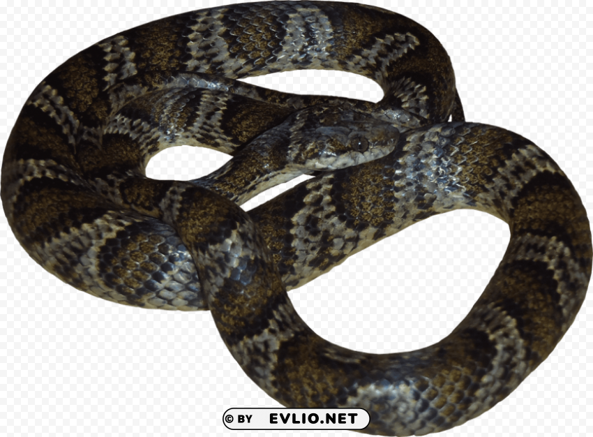 python s HighQuality Transparent PNG Isolated Graphic Element