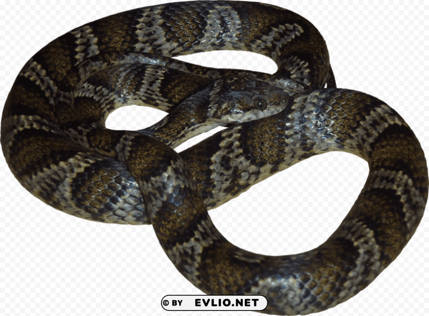 snake s PNG with no bg