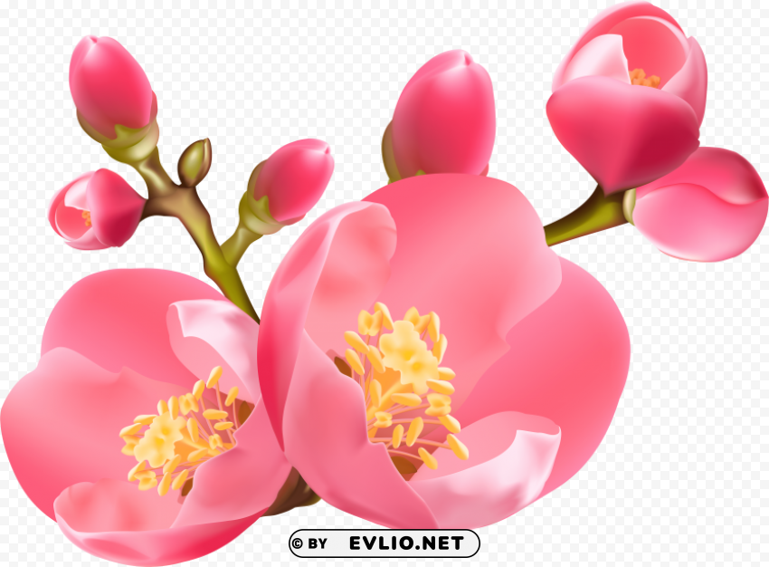 spring blossom Free PNG images with alpha channel variety