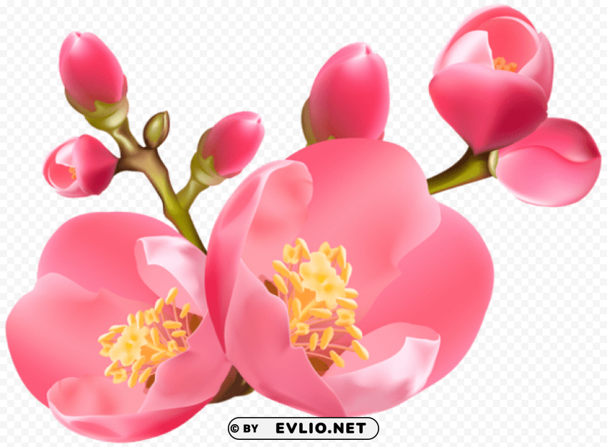 spring blossom PNG Image with Transparent Isolated Graphic