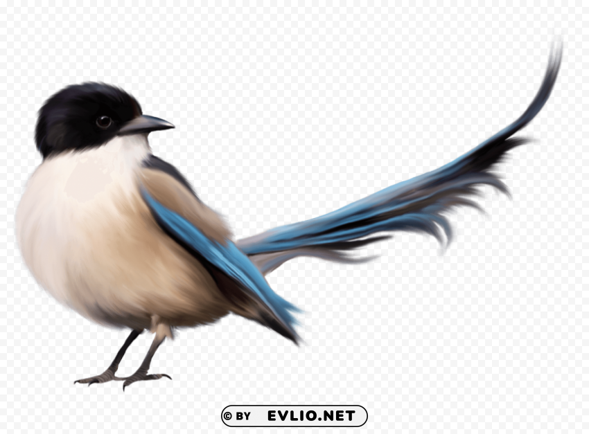 Bird PNG Clear Background