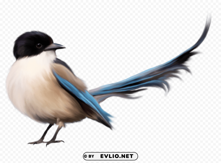 Bird With Blue Tailpicture Free PNG Download No Background