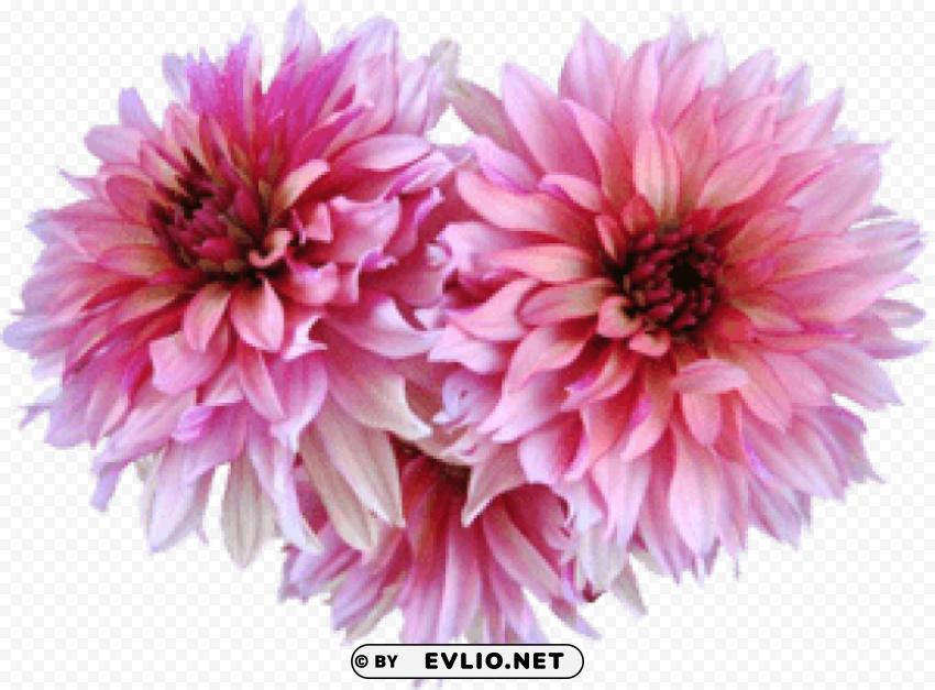PNG image of dahlia PNG high resolution free with a clear background - Image ID a79165c9