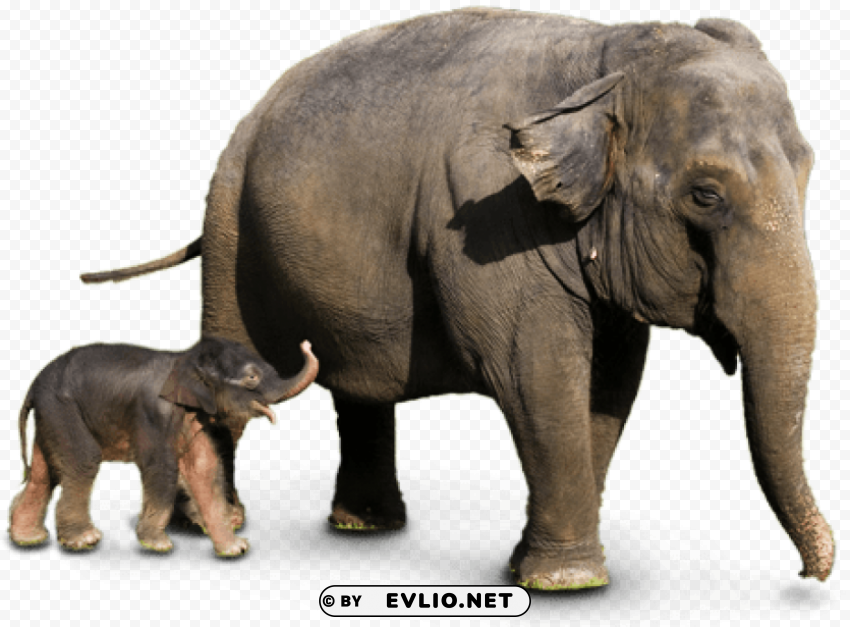 elephant PNG images with transparent backdrop
