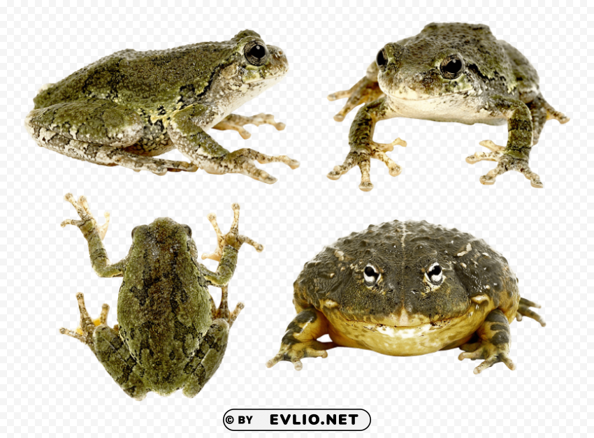 frog Isolated Subject in HighResolution PNG