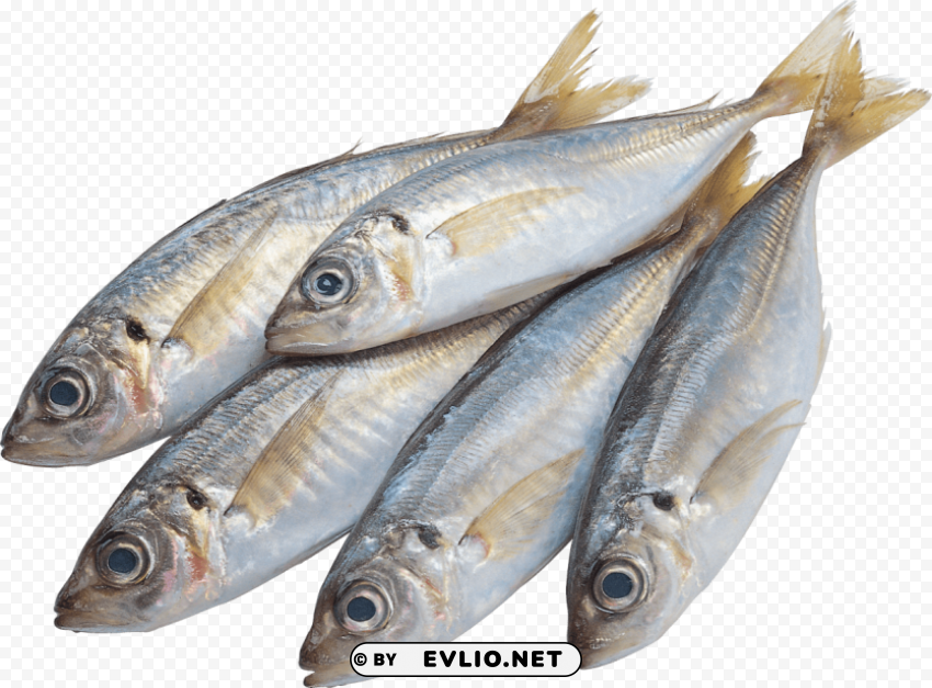ghol fish Free PNG images with alpha transparency