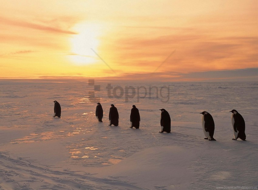 ice north penguins snow sunrise winter wallpaper PNG images with transparent canvas variety