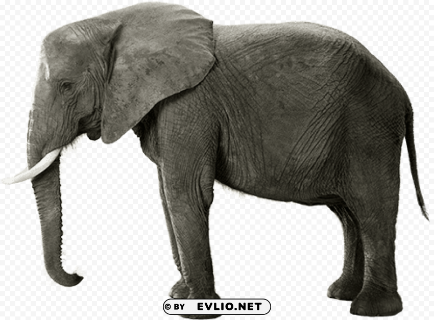 indian elephant Clean Background Isolated PNG Graphic