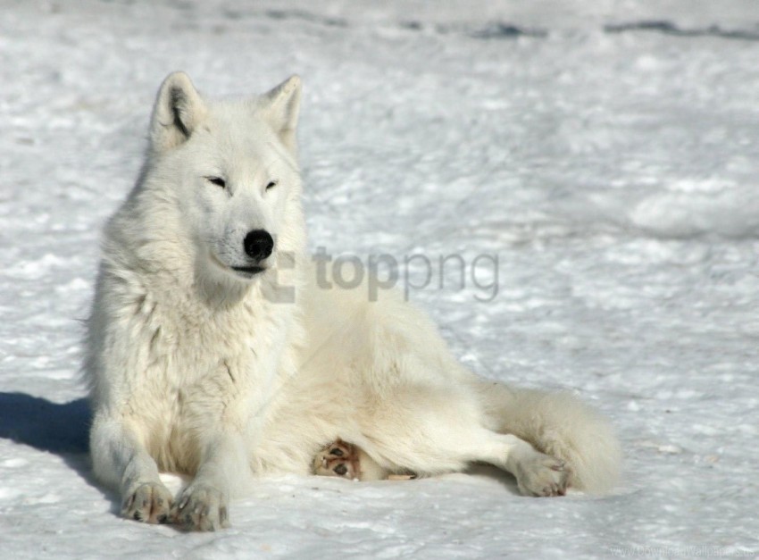 lying snow winter wolf wallpaper Transparent PNG Object with Isolation