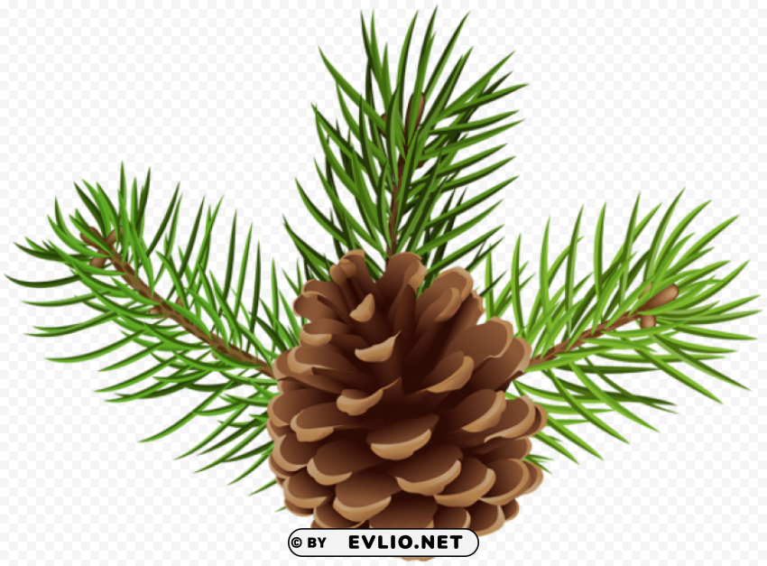 pine cone HighResolution Transparent PNG Isolated Item