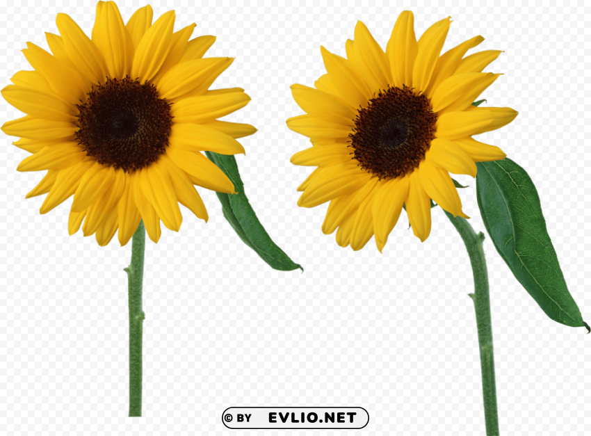 sunflower Transparent PNG images database
