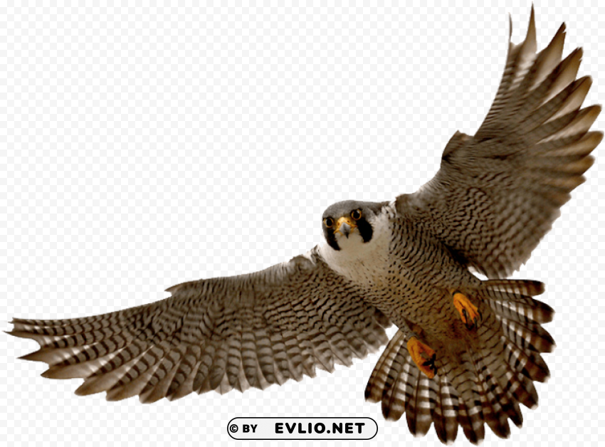 falcon PNG transparent images for social media