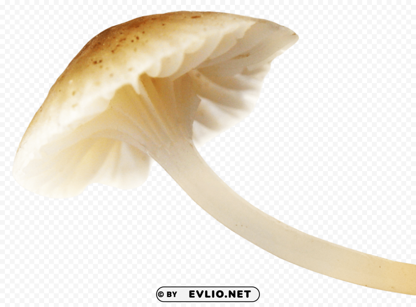 mushroom PNG images with alpha channel diverse selection