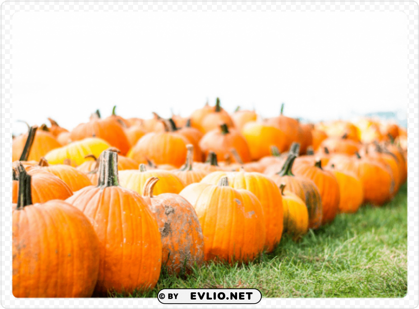 Pumpkin Isolated Icon In Transparent PNG Format