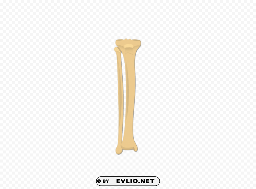 tibia and fibula bones PNG with transparent background free