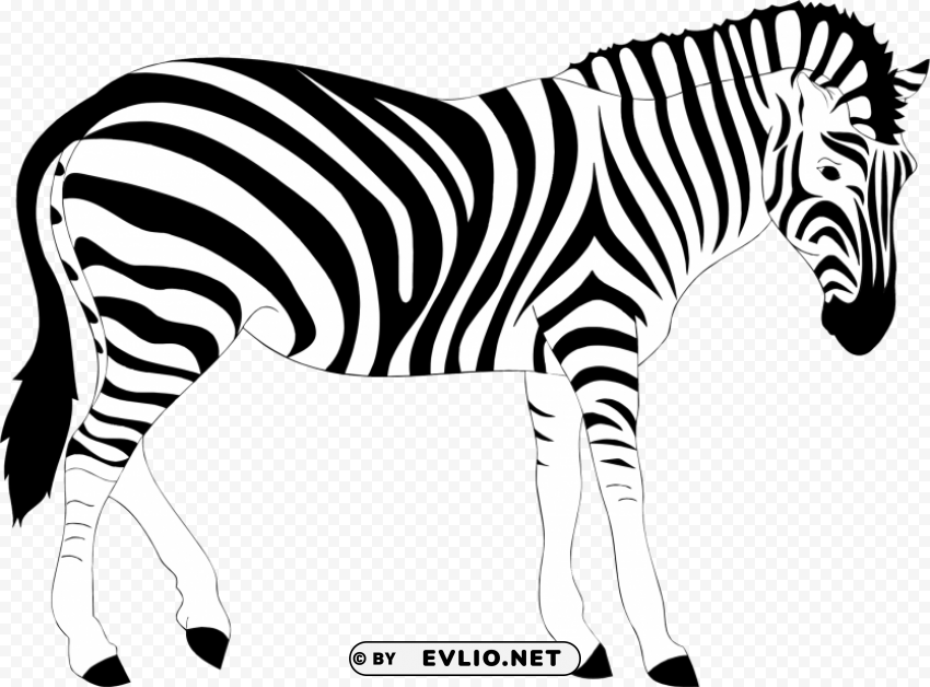 zebra s HighResolution PNG Isolated Artwork