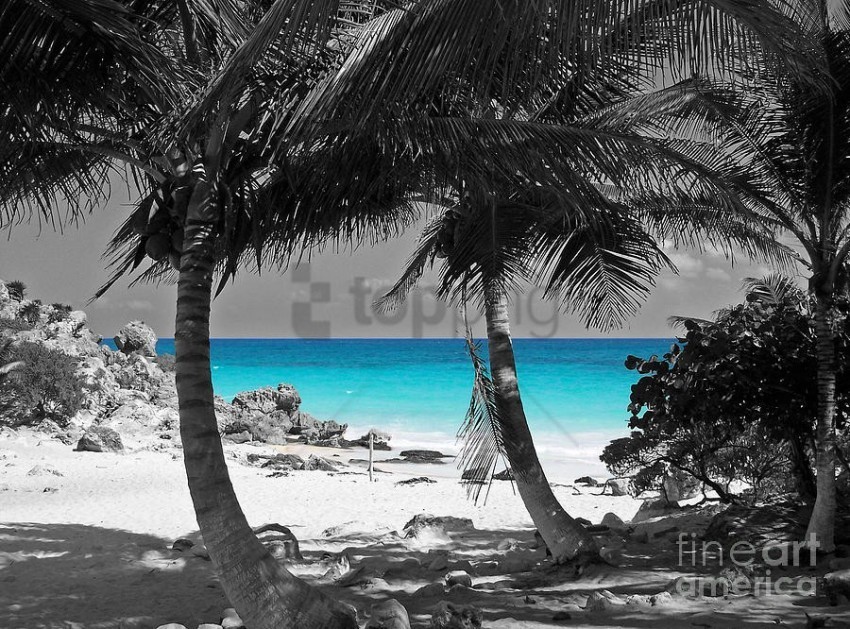 black and white pictures with a splash of color PNG Image Isolated with Transparency