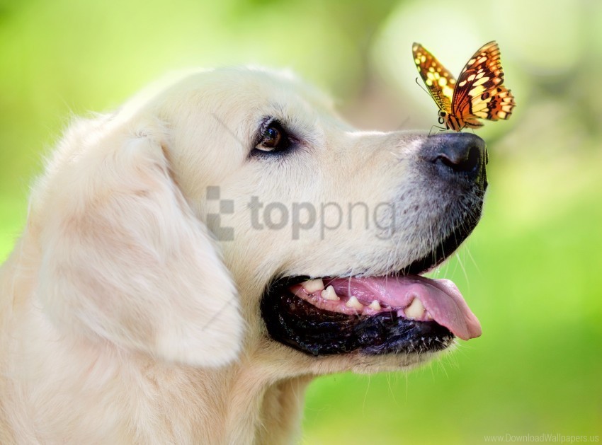 butterfly dog muzzle spring summer tongue sticking out wallpaper Transparent PNG images database