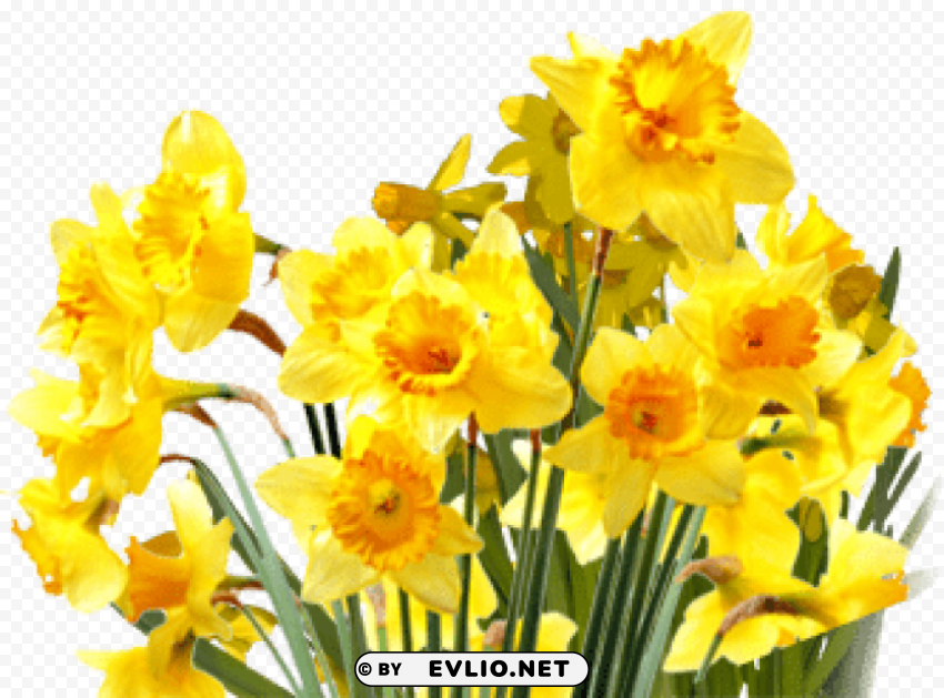 daffodils PNG files with clear backdrop assortment