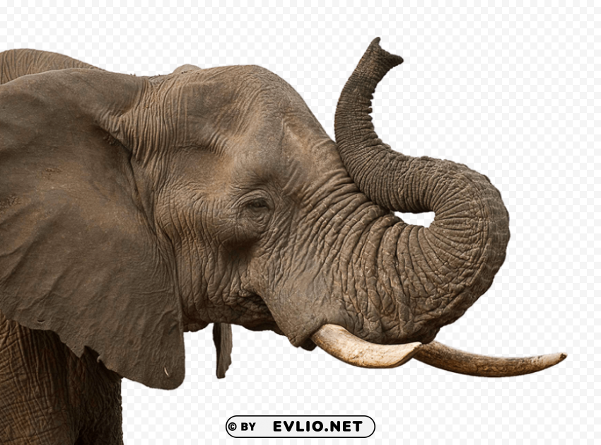 elephant PNG Isolated Subject with Transparency png images background - Image ID a068fc07