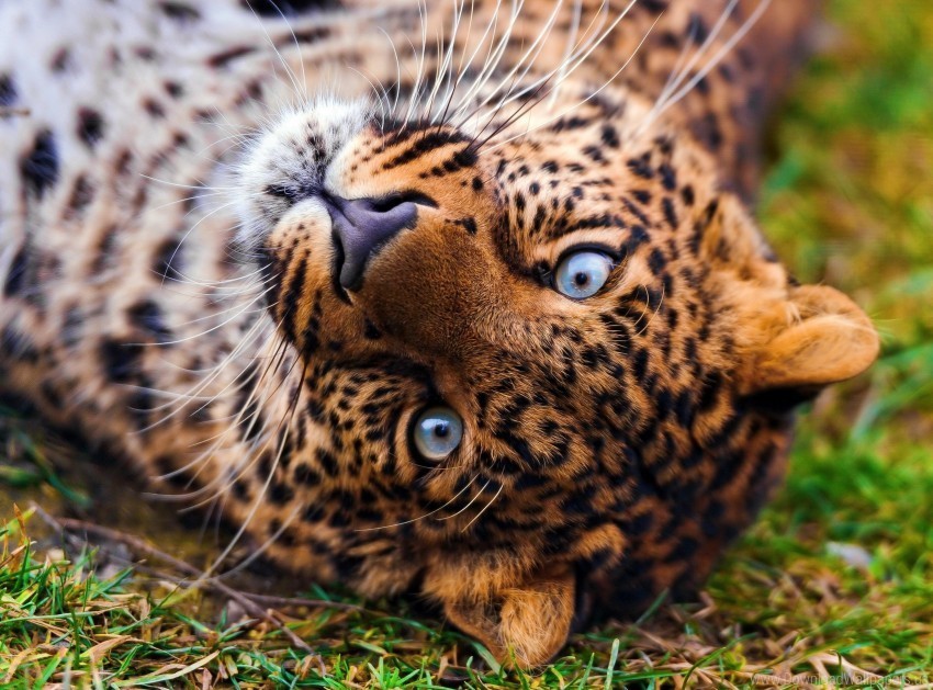 face grass leopard lie look predator wallpaper Clear PNG graphics