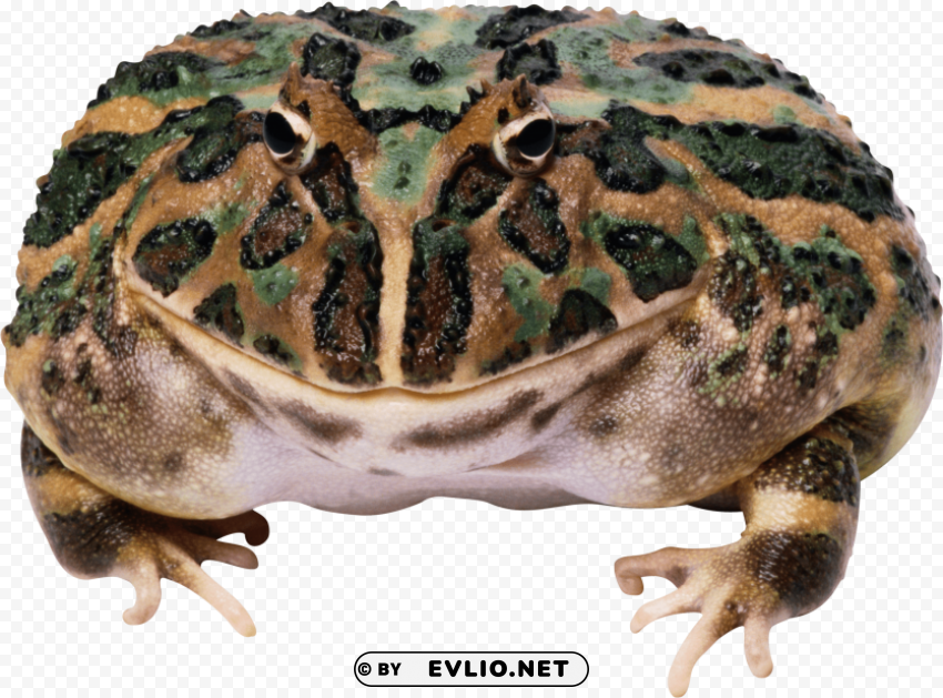 frog Isolated Object on Transparent Background in PNG