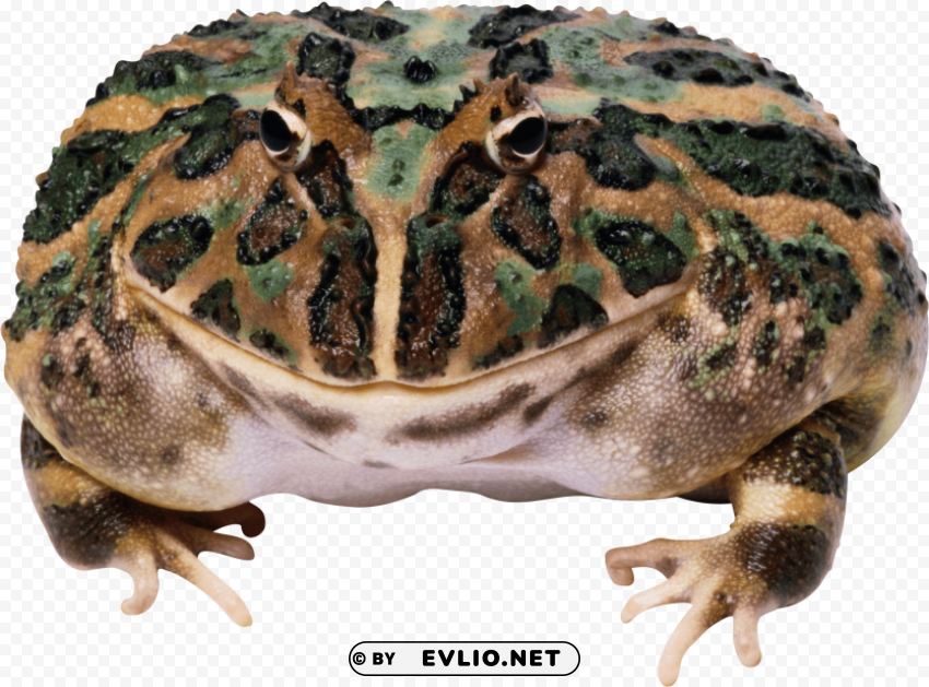 frog Isolated Object on Transparent Background in PNG png images background - Image ID 87836872