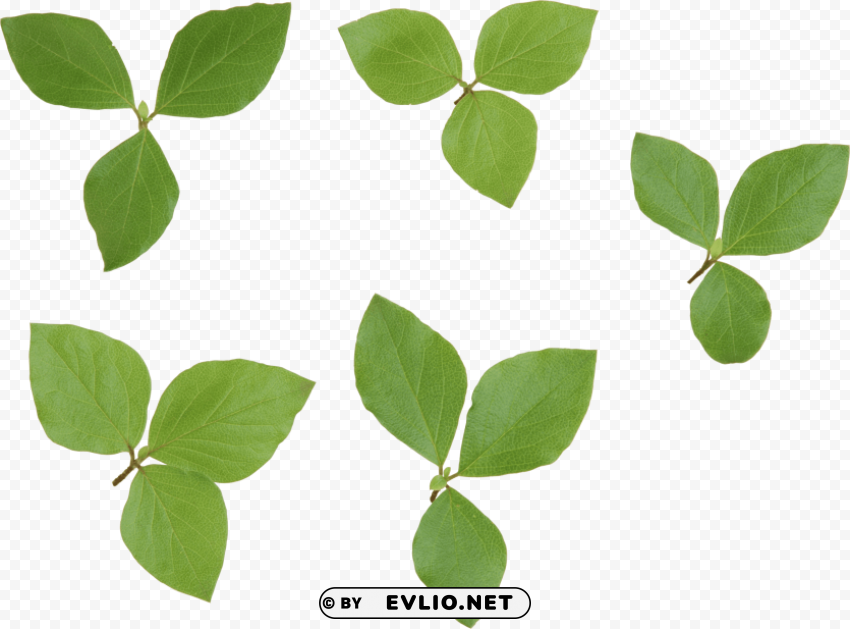 green leaves PNG Graphic Isolated with Clarity