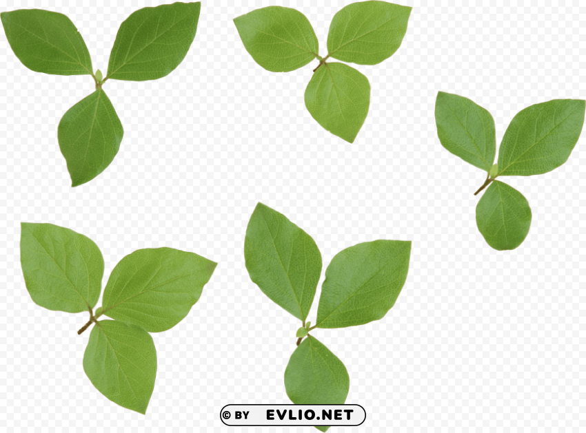 PNG image of green leaves PNG Graphic Isolated with Clarity with a clear background - Image ID 6fada0e2