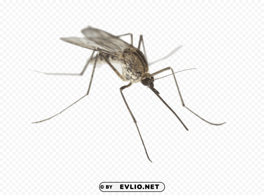 mosquito close up PNG image with no background