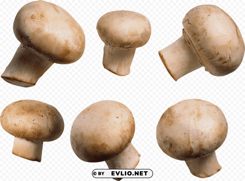 mushroom PNG files with clear background collection