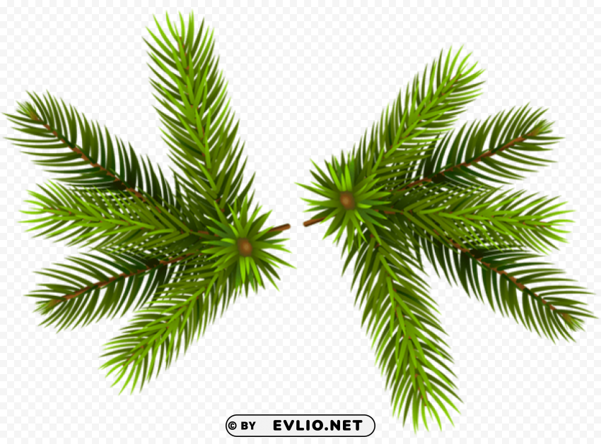 pine branchesclip-art Isolated Graphic on HighResolution Transparent PNG