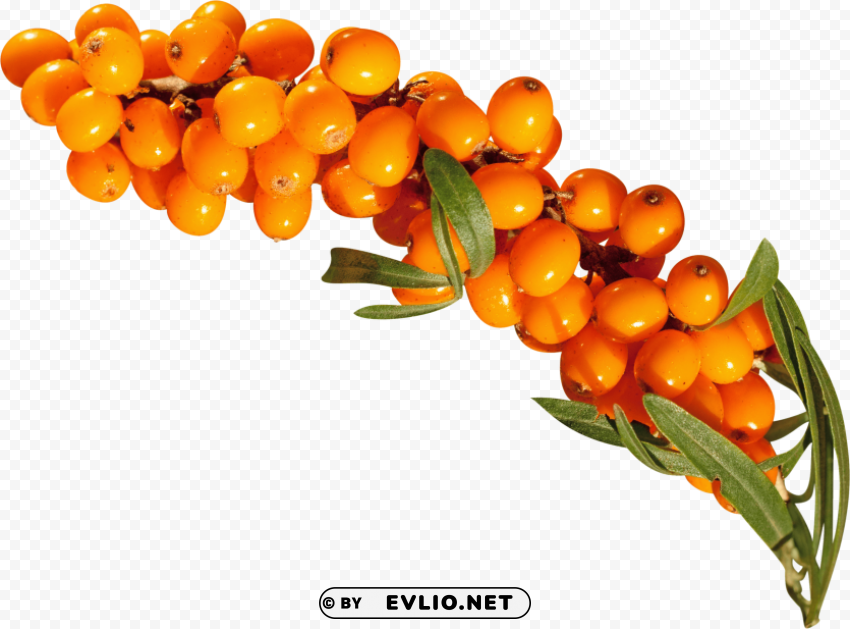 sea buckthorn PNG transparent graphics for projects