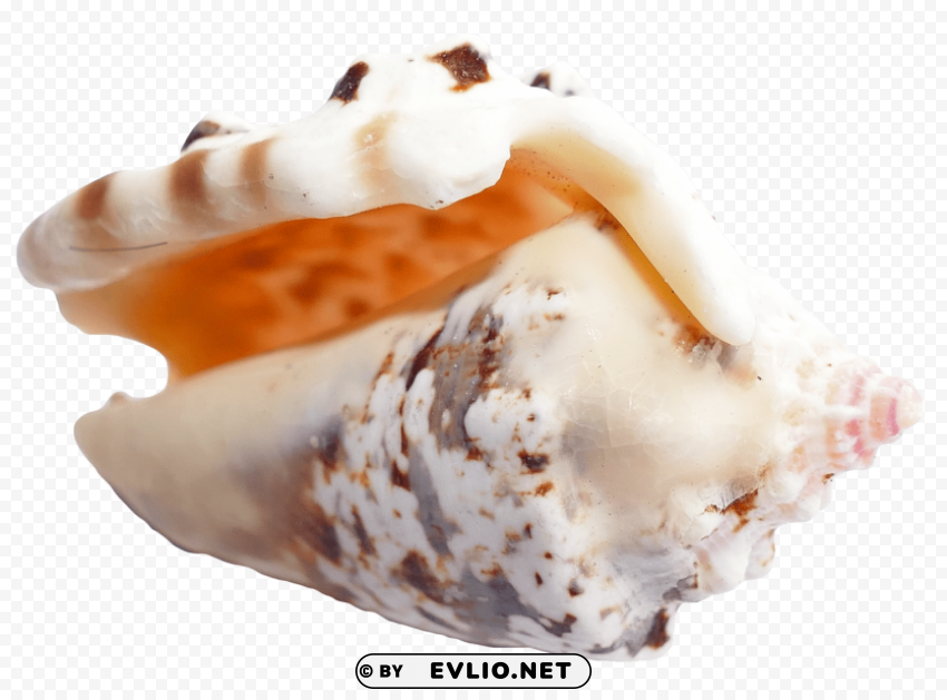 Sea Shell PNG Object Isolated With Transparency