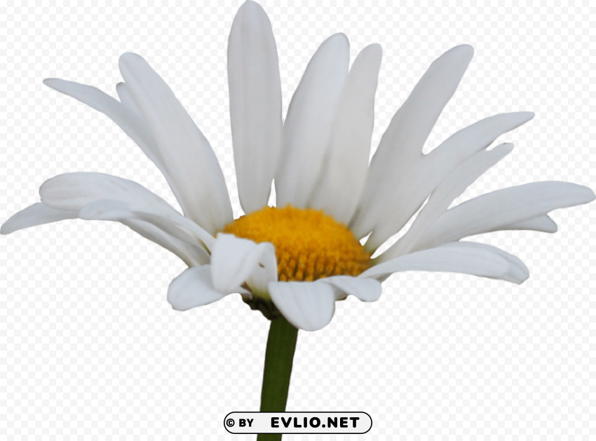shasta daisy Transparent PNG image png - Free PNG Images