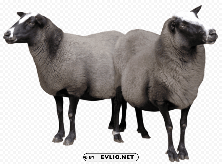 sheeps PNG for Photoshop