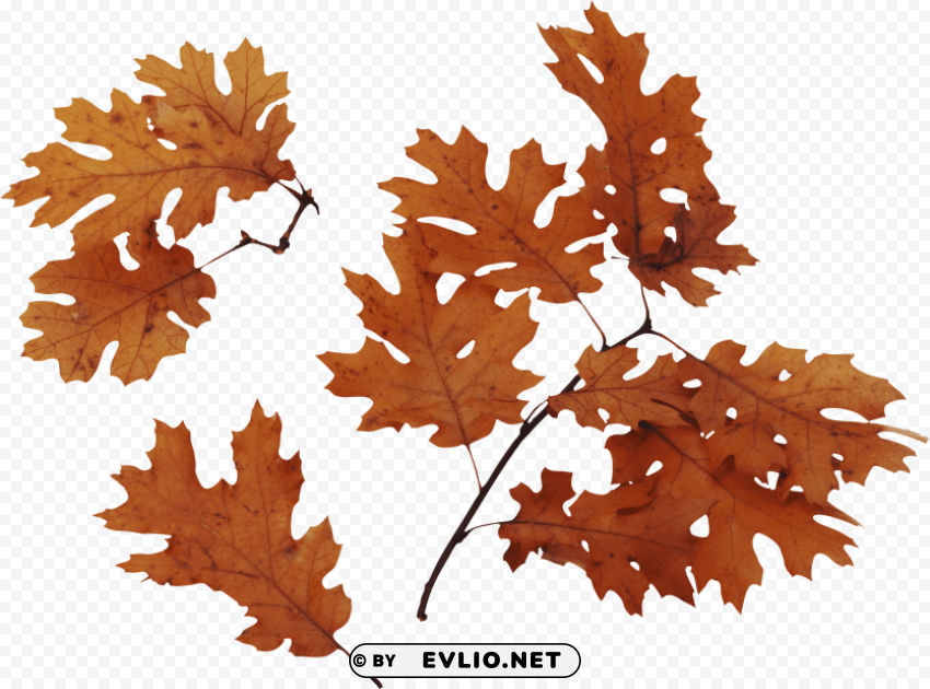 Autumn Leaves PNG Transparent Photos Comprehensive Compilation