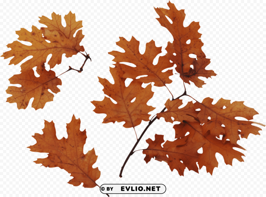 autumn leaves brown Isolated Artwork on Clear Background PNG