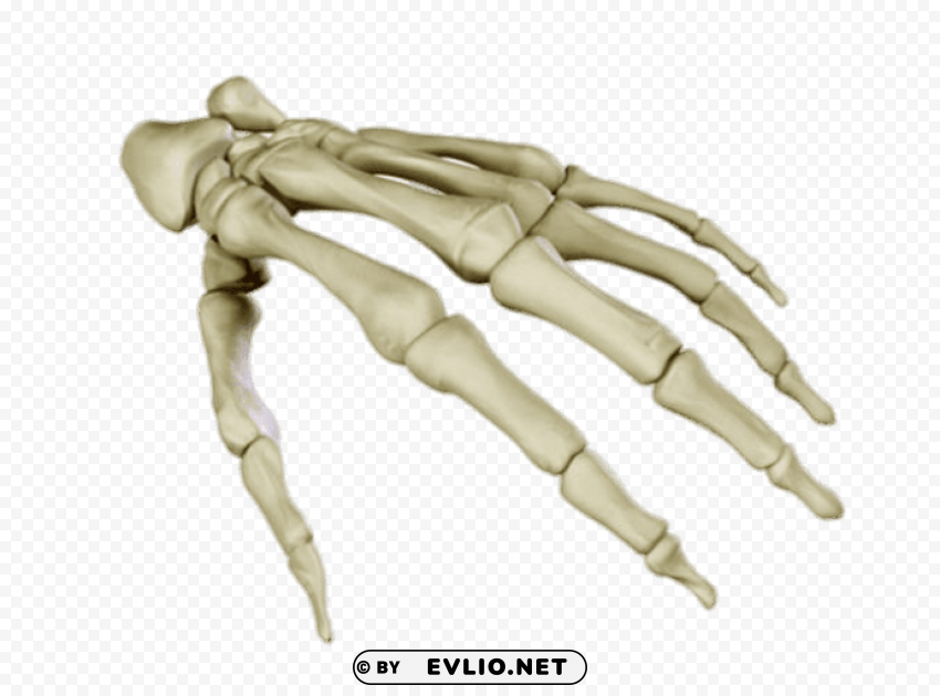 bones of the hand PNG images with transparent layering