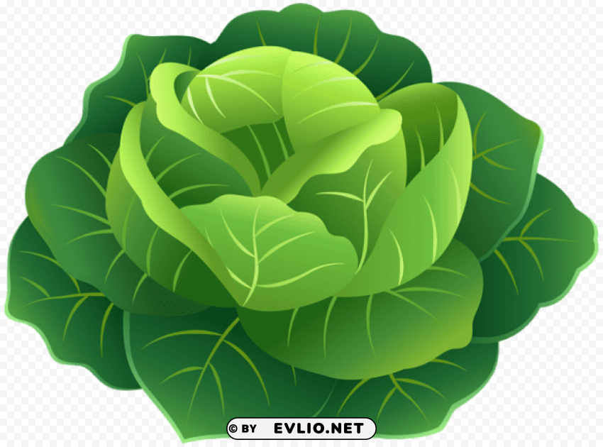 cabbage PNG with Isolated Object
