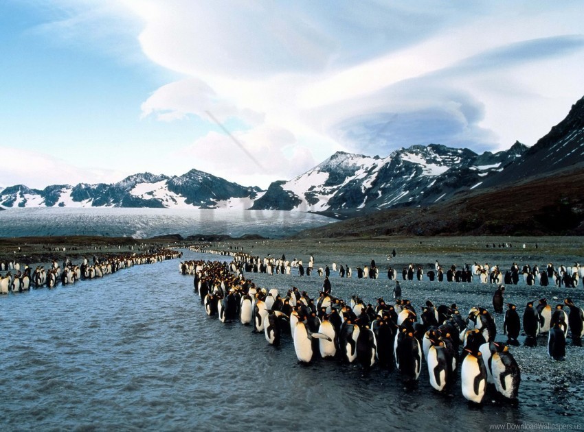 colony flock mountains north penguins wallpaper Clear Background PNG Isolated Element Detail