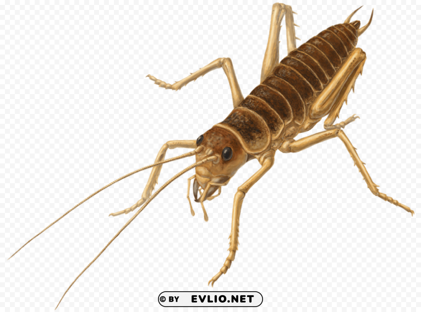 cricket insect s PNG Graphic Isolated on Clear Background Detail