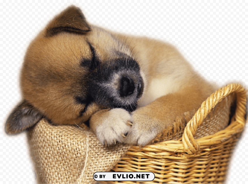 cute puppy in basket clip-art Isolated Item on Clear Background PNG