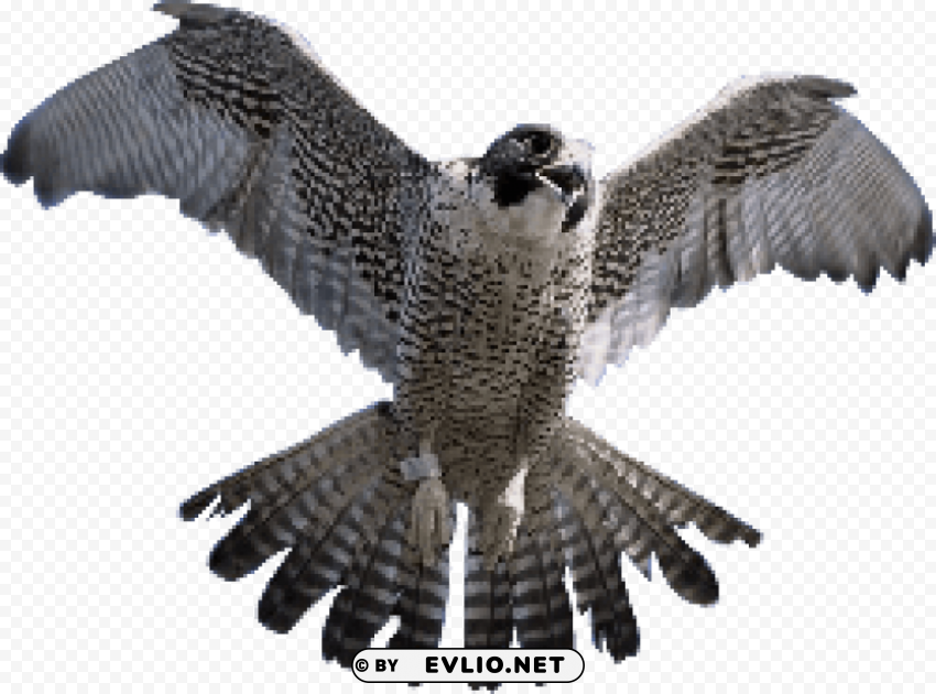 falcon PNG transparent photos assortment